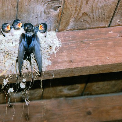 Rauchschwalbeneltern fuettern ihre Jungen auf dem Nest.