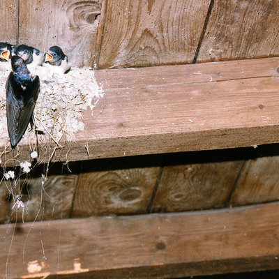 Rauchschwalbeneltern fuettern ihre Jungen auf dem Nest.