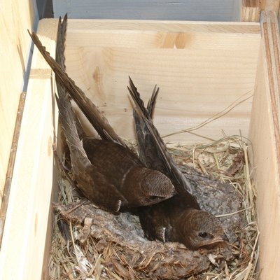 Junge Mauersegler auf dem Nest, Kolonie Carmen, Zuerich.