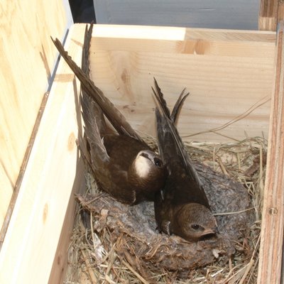Junge Mauersegler auf dem Nest, Kolonie Carmen, Zuerich.