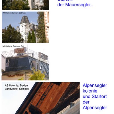 Mauer- und Alpenseglerkolonien Baden und Zuerich.